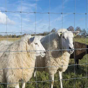 Agricultural Field Fence for Pasture Management and Land Separation