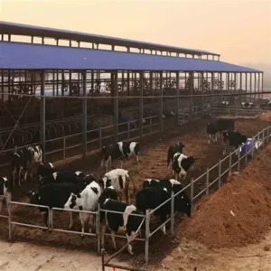 Cow Shed Farm Building Cattle Metal Construction Building Livestock Shed Prefabricated Light Steel Cattle Shed