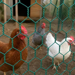 PVC Coated Hexagonal Wire Mesh for Poultry Cages and Garden Boundary Fencing